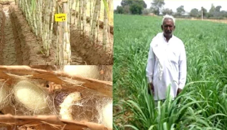 He tripled his income on the basis of modern farming