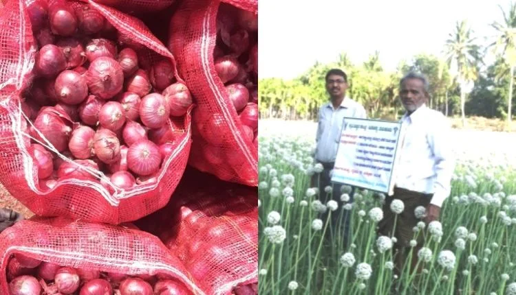 How Onion variety Arka Kalyan increase production by 46 percent ?
