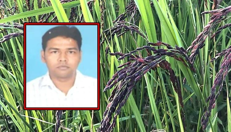 Black rice cultivation got good price to this farmer