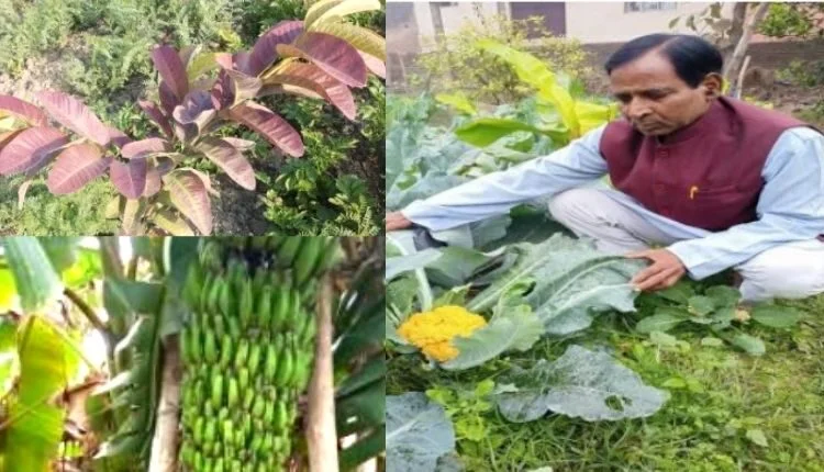 Nutritional kitchen garden saves money, no dependence on market