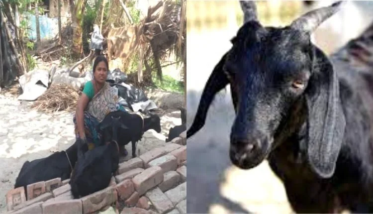 Goat rearing : Started with just three goats, 79% increase in income