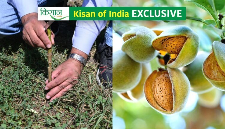 Almond Farming: How Are High Density Almonds Made?