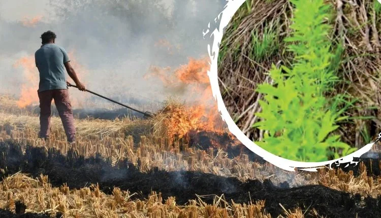 alternatives to tackle stubble burning