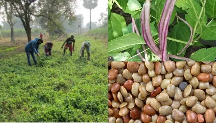 How kulthi farming can become a good source of income?