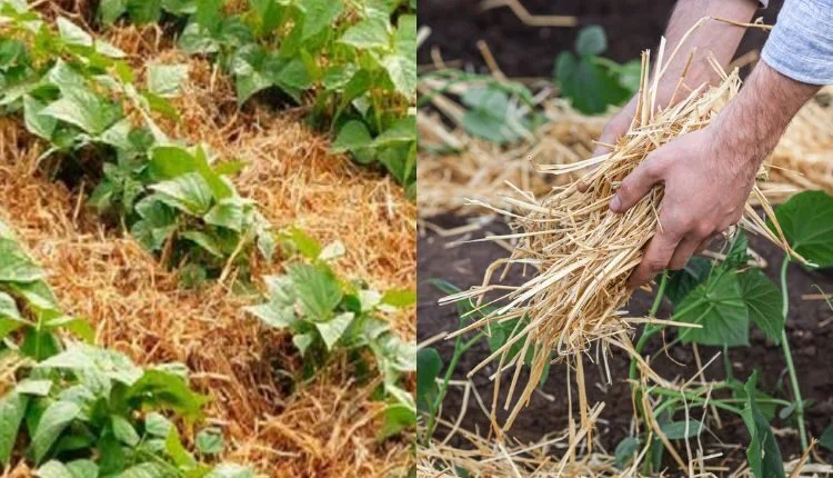 Eco-Friendly Mulching: Why is organic mulch beneficial for crops?