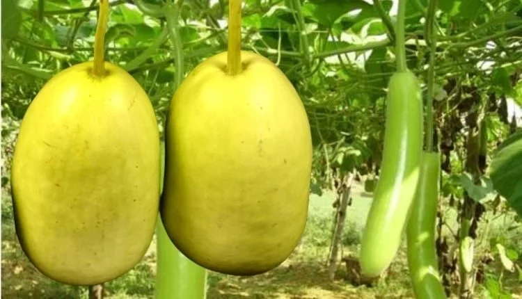 Bottle Gourd Farming can help farmers increase their income