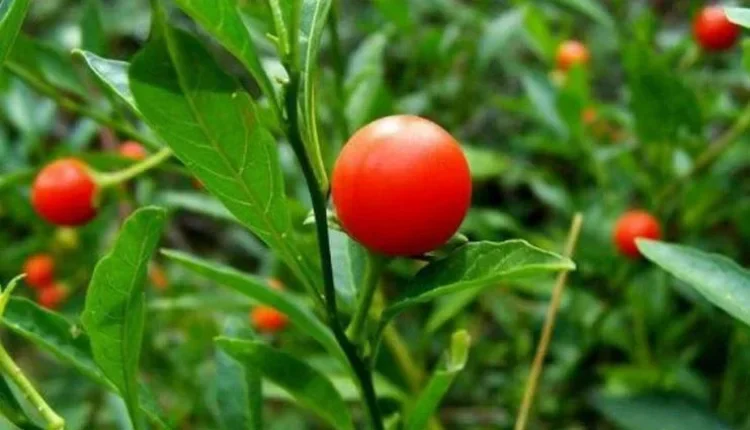 Good income on barren land with Ashwagandha Cultivation