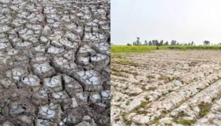 Soil health: Know how to improve and manage saline soil