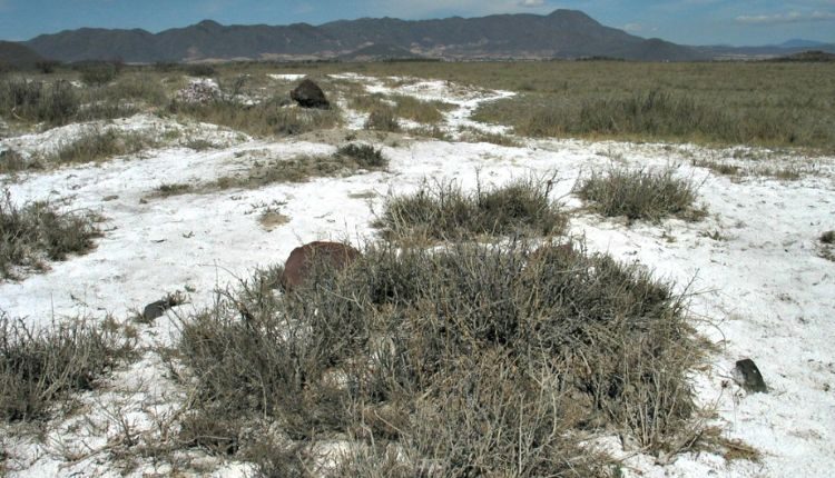 saline soil
