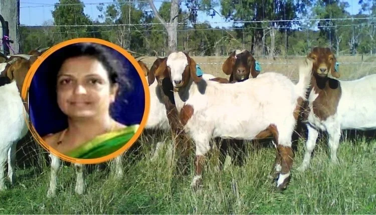 Rearing sheep with unique techniques made her an entrepreneur