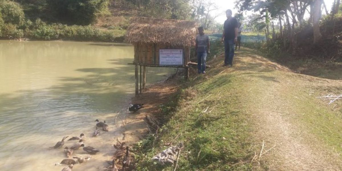 Duck farming