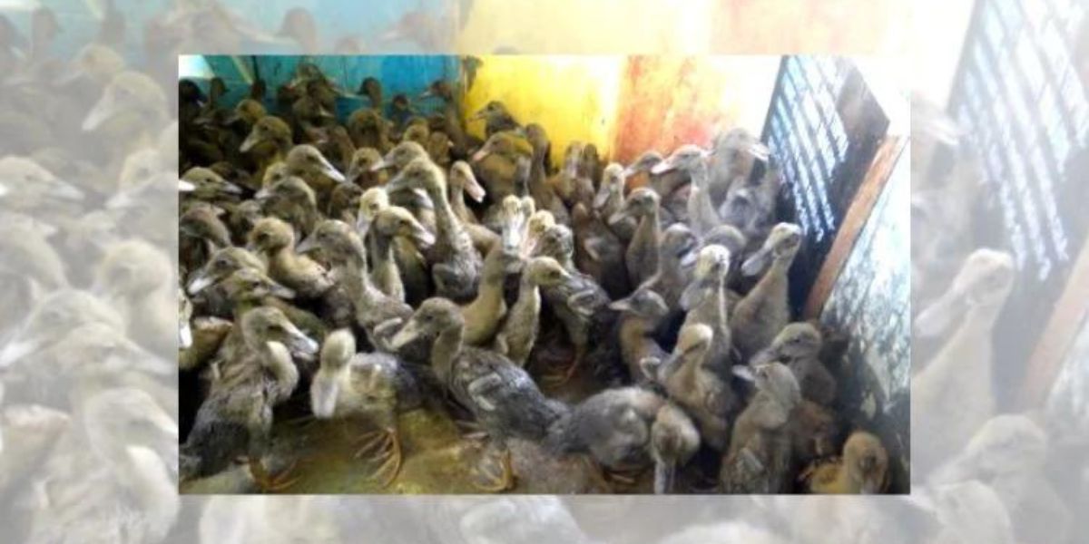 Duck Farming