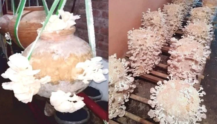 Cultivation of Dhingri mushroom in pots