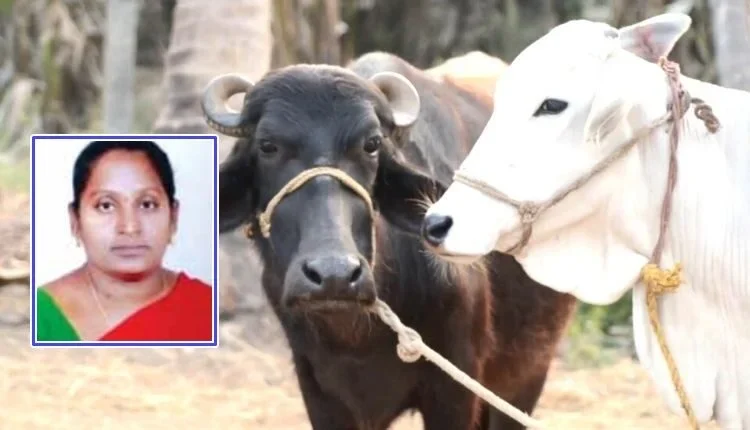 Indian Dairy Farming: Virendra Kumar is playing an important role in the journey from heritage to future