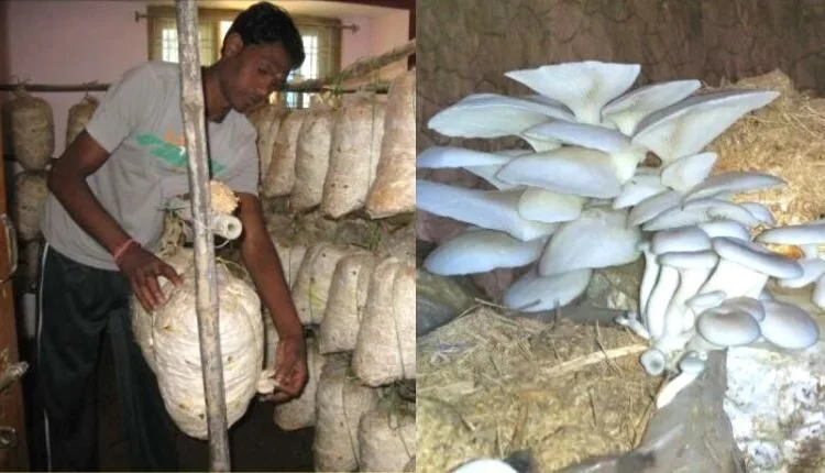 Golden opportunity in Mushroom Farming