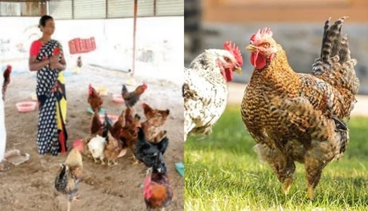 Backyard Poultry Farming changed her life forever