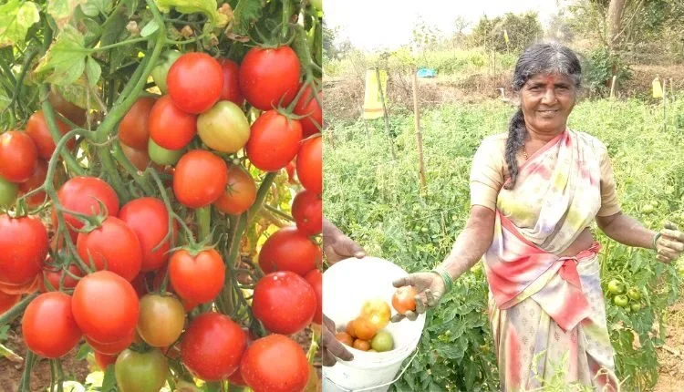 Two tomato varieties increase the yield and income