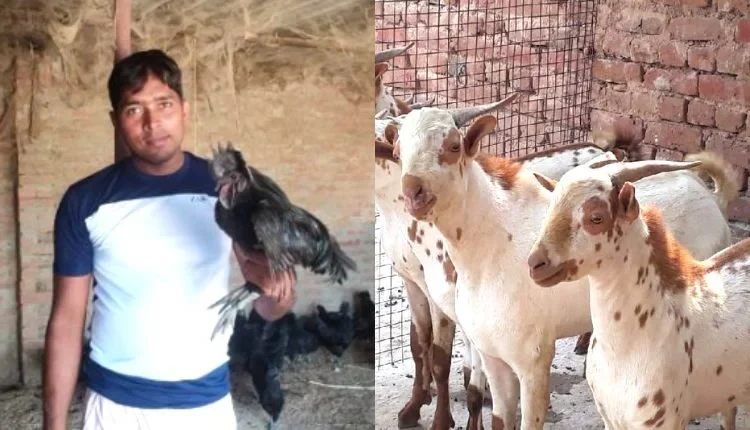 By rearing poultry with goat, income increased three times