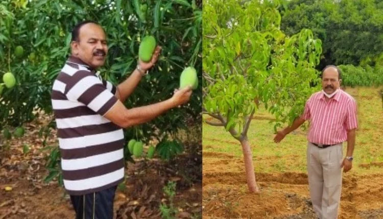 Post-Harvest Management of Mango: Mango contributes to the income of tribal farmers in Odisha