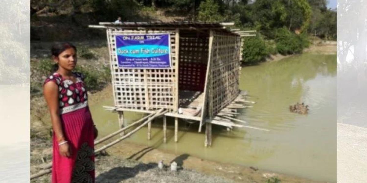 Duck farming