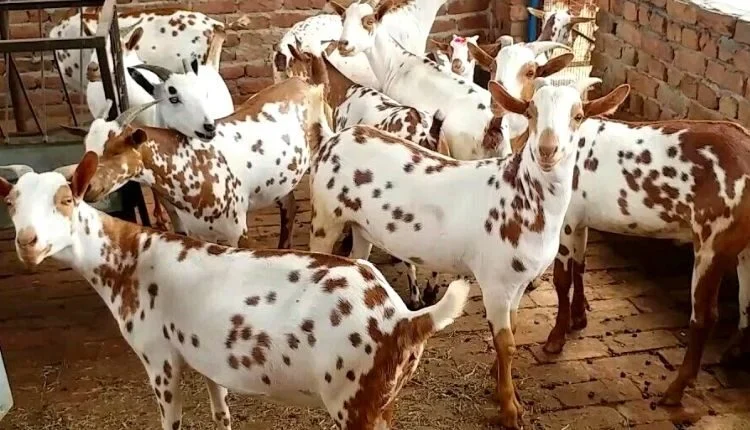 Goat rearing in a scientific way will earn 3 to 4 times the cost