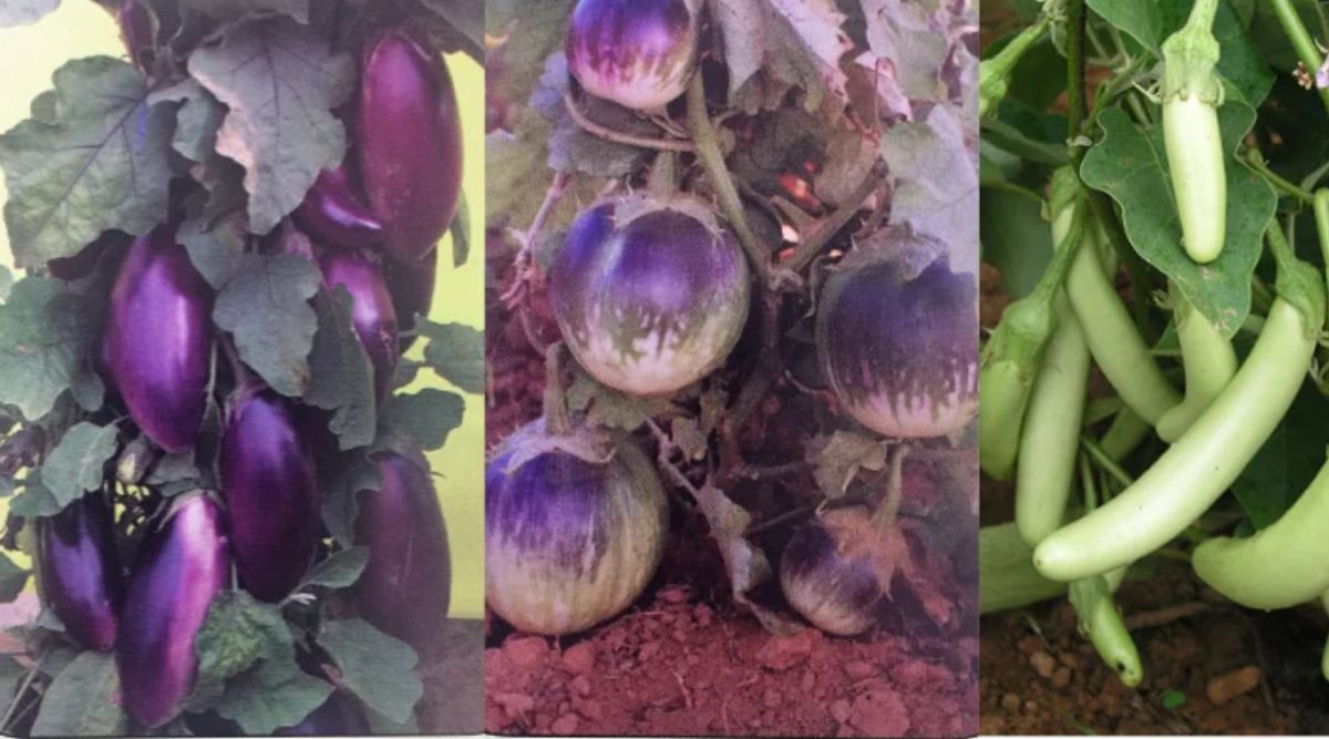 Brinjal Farming