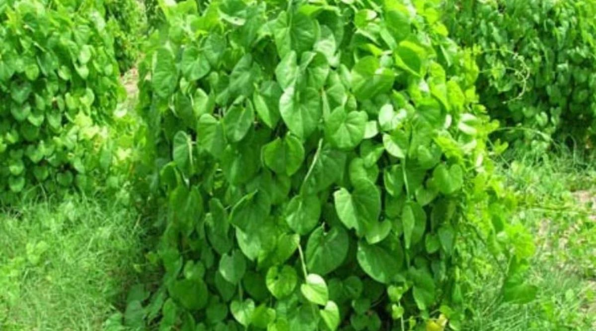 Giloy cultivation