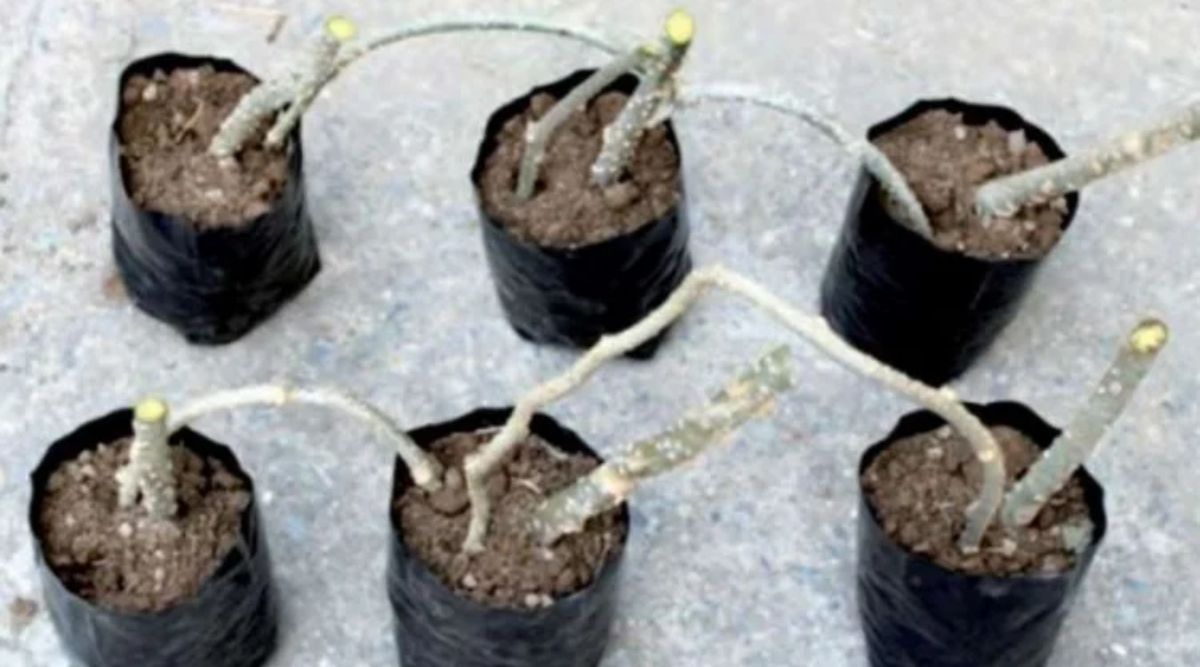 Giloy cultivation