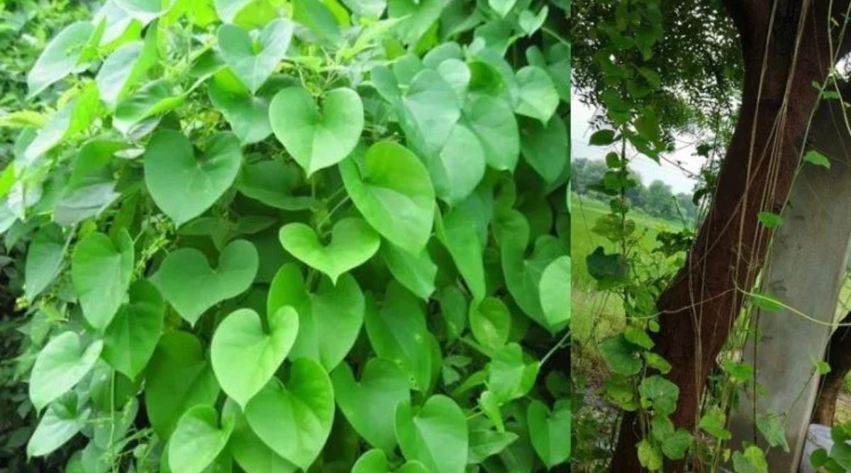 Giloy cultivation