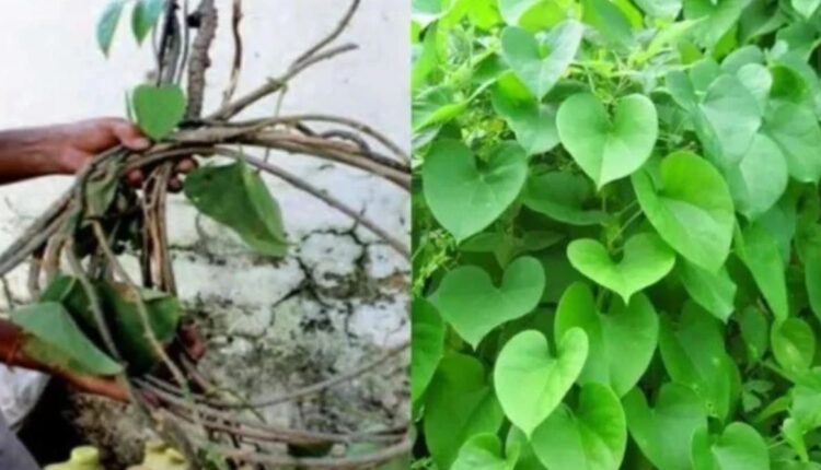Giloy cultivation is a big source of good income for farmers