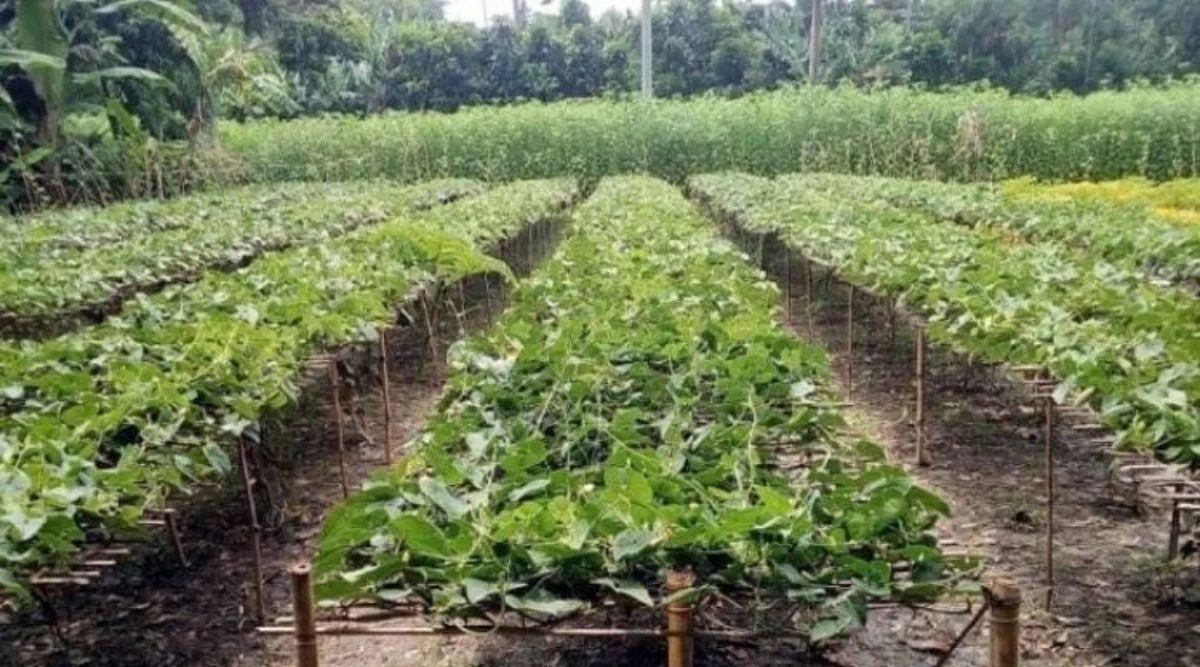 Pointed Gourd