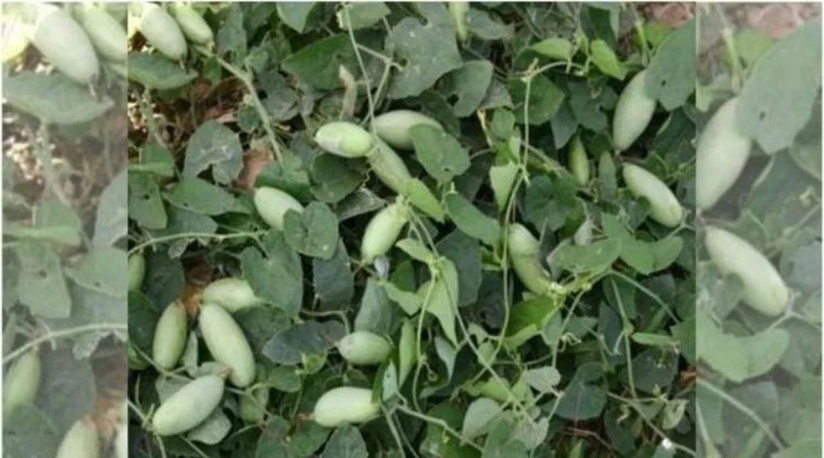 Pointed Gourd