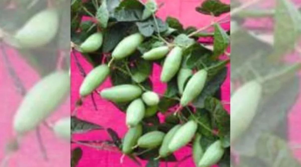 Pointed Gourd