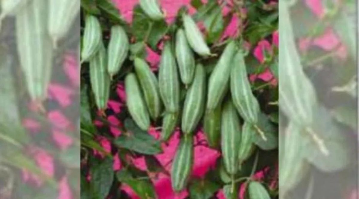 Pointed Gourd