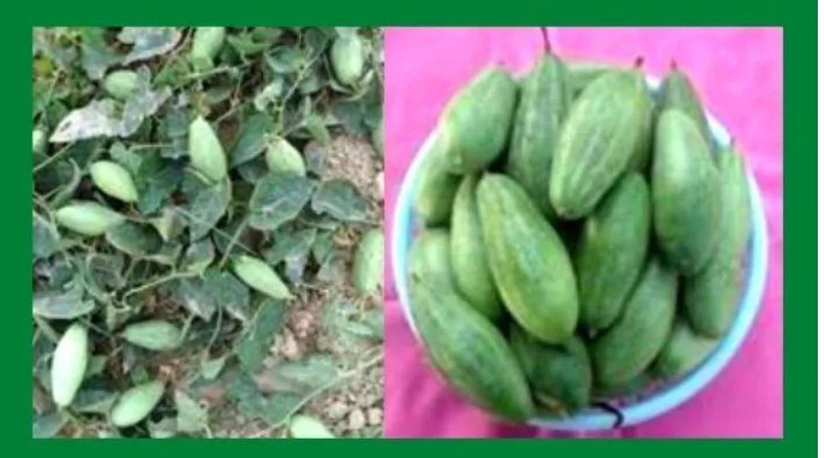 Pointed Gourd