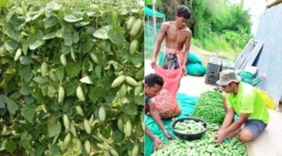 Pointed Gourd