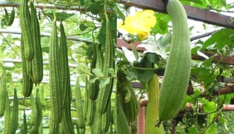 Cultivation of Ridge Gourd : These improved varieties of Luffa will increase the yield, know how much will be the yield