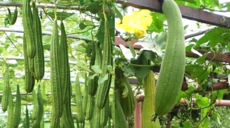 Cultivation of Ridge Gourd : These improved varieties of Luffa will increase the yield, know how much will be the yield