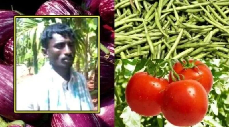 Selection of improved varieties in vegetable cultivation