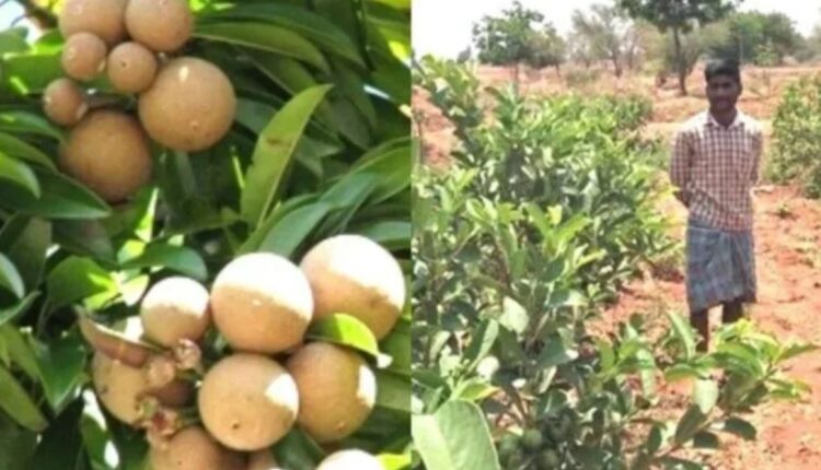 What is the modern technique of Sapota Cultivation?