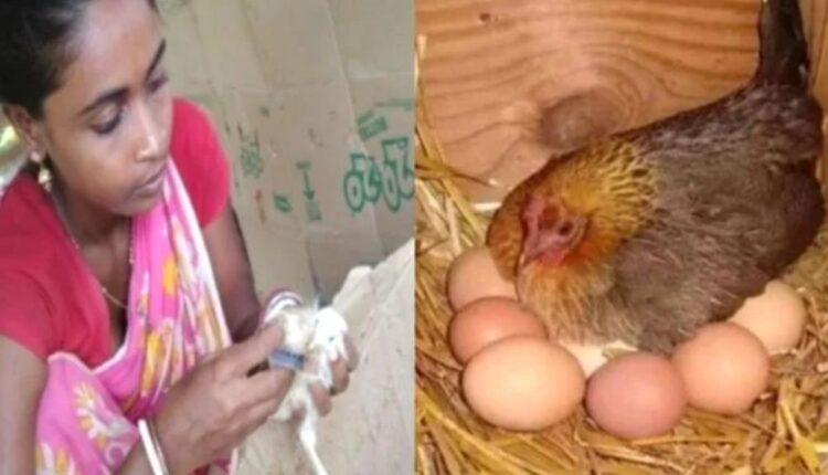 Know how 'Vanaraja' is changing the fortunes of Poultry Farming