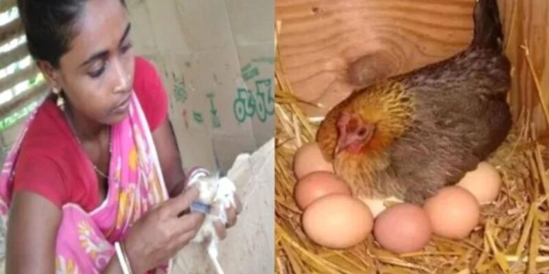 Know how 'Vanaraja' is changing the fortunes of Poultry Farming