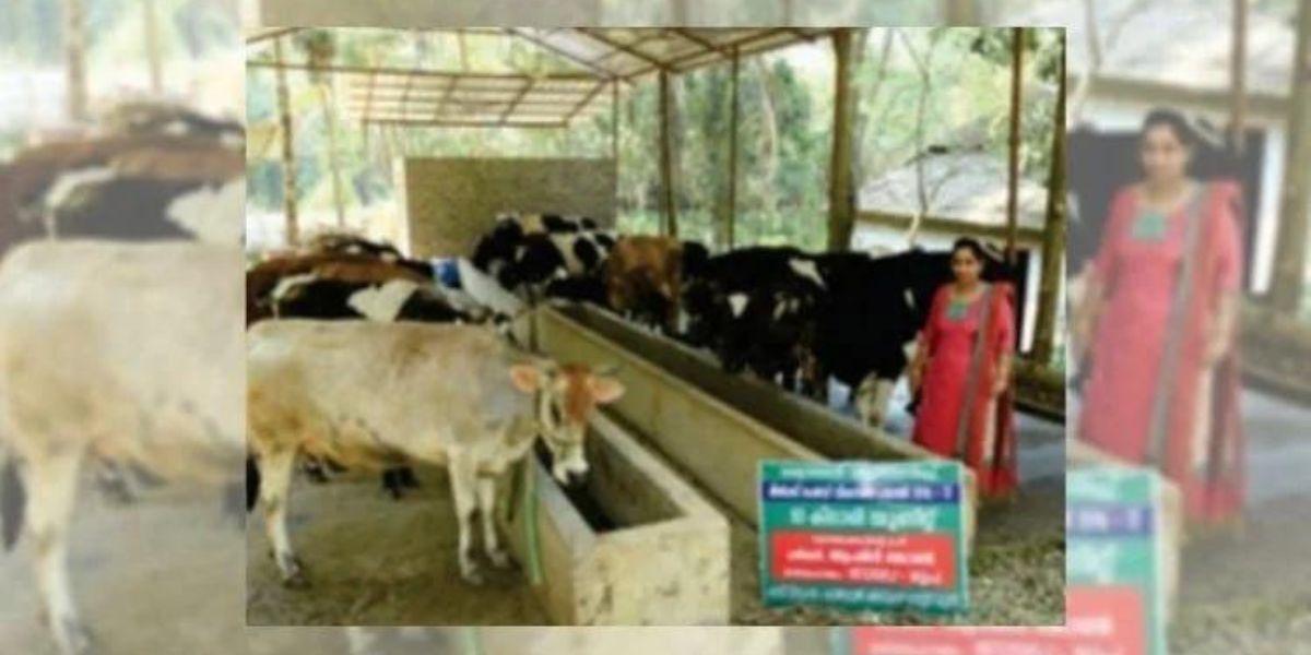 Dairy Business
