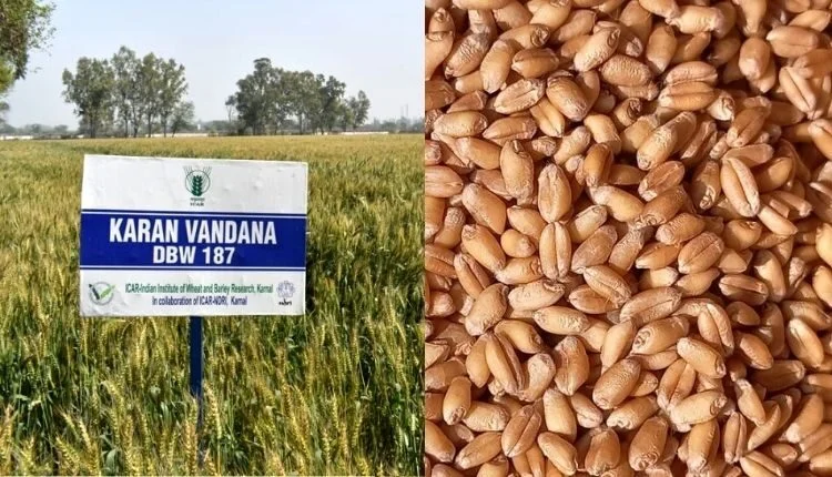 Karan Vandana- Know the specialty of this wheat variety