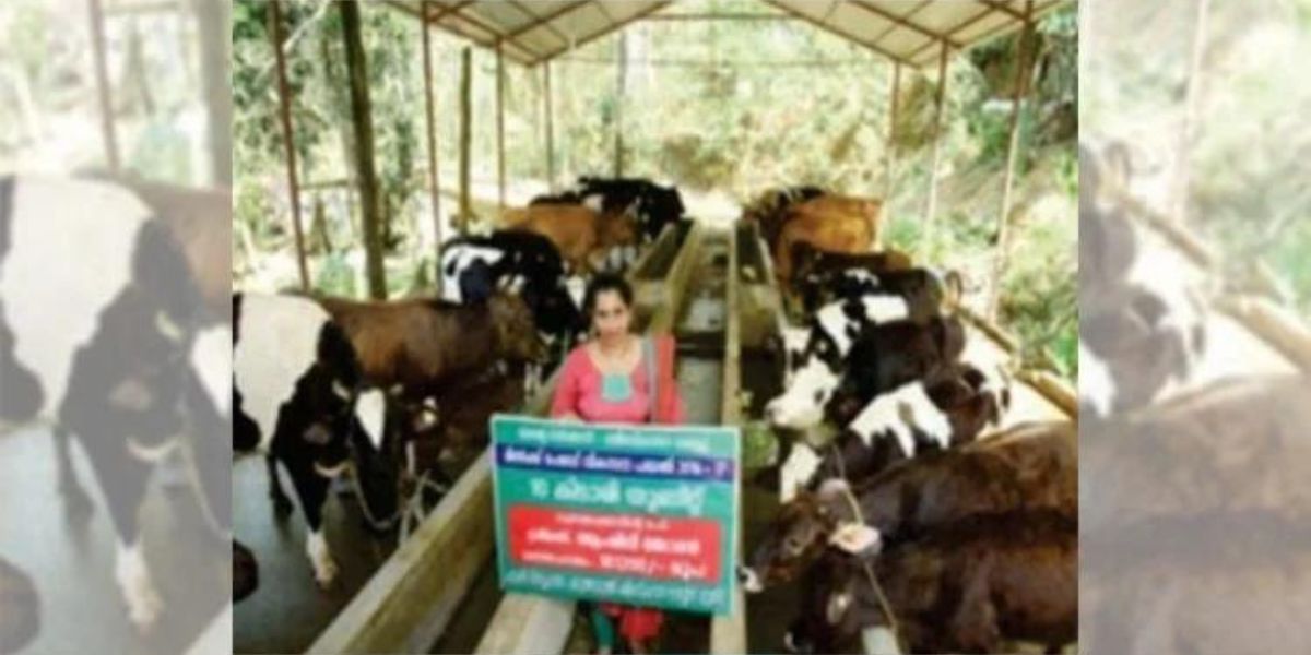Dairy Business