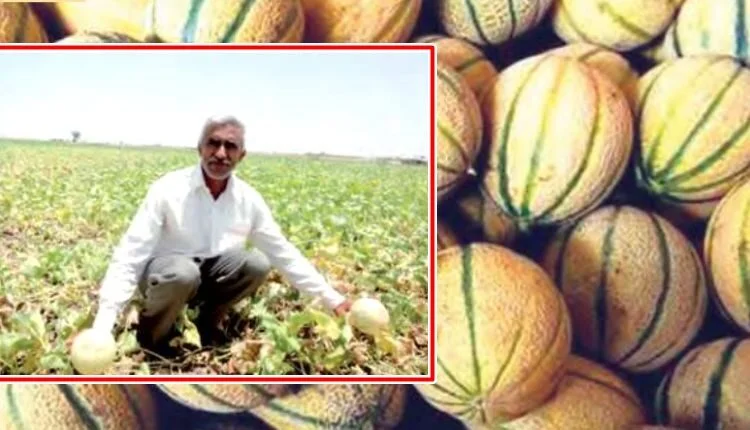 Peta cultivation method in melon cultivation