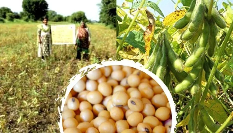Know how Sulfur is used in soybean farming
