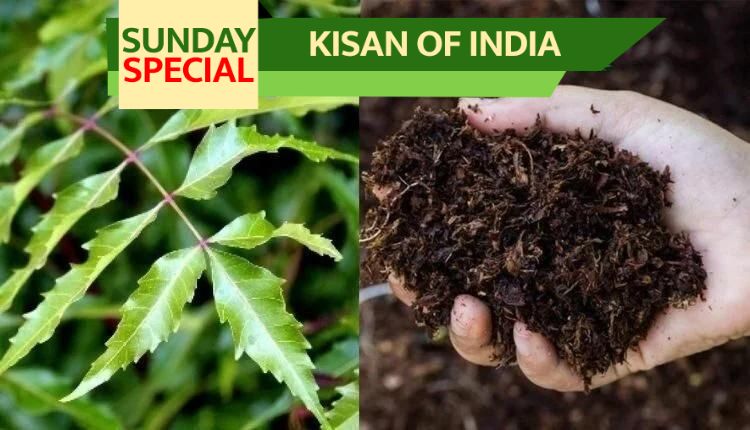 Why neem tree is the best organic pesticide?