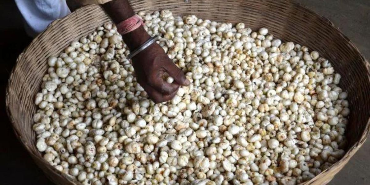 Makhana Farming