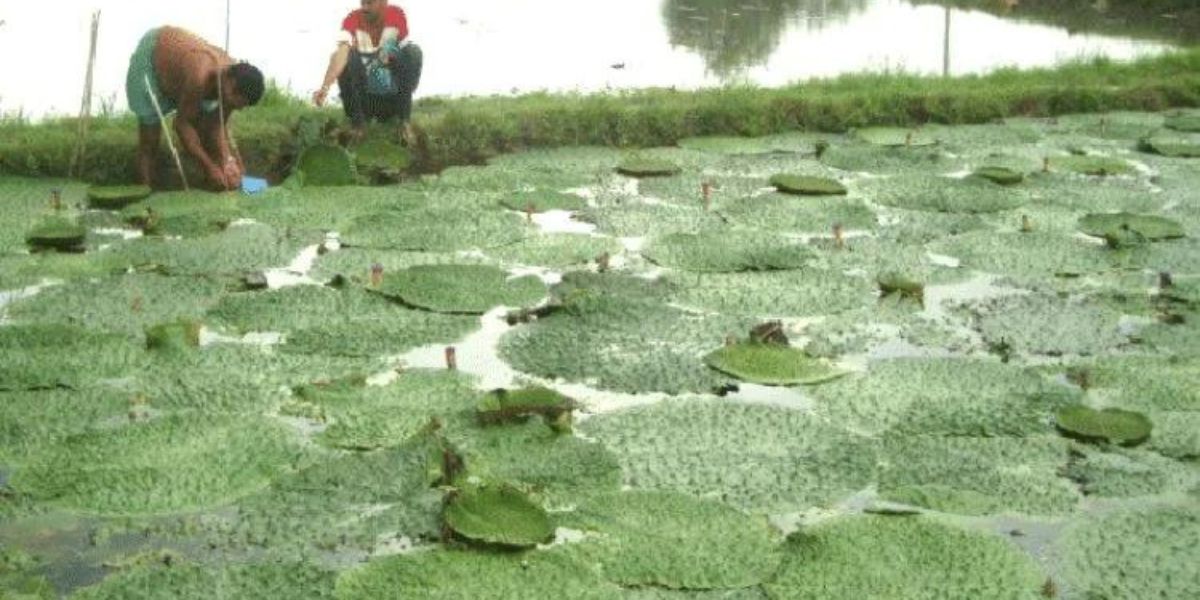 Makhana Farming